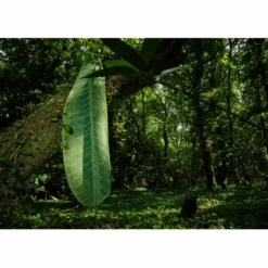 Tapis De Bain Abyss & Habidecor Feuille Apple Green -Salle De Bain Boutique FEUILLE 2